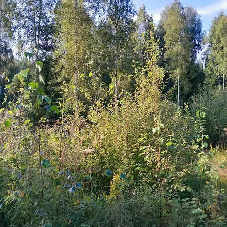 Rauhallinen Moekki *